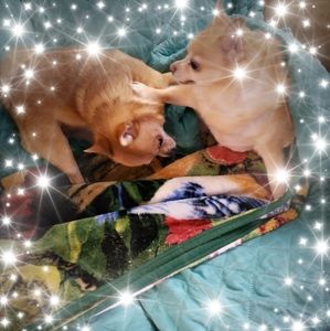 Meet your Posher, Alice